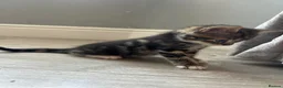 Mixed Breed cats for sale: Ready now!  - Advert 3