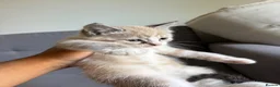 Ragdoll cats for sale: Last lynx ragdoll ready now - Advert 4