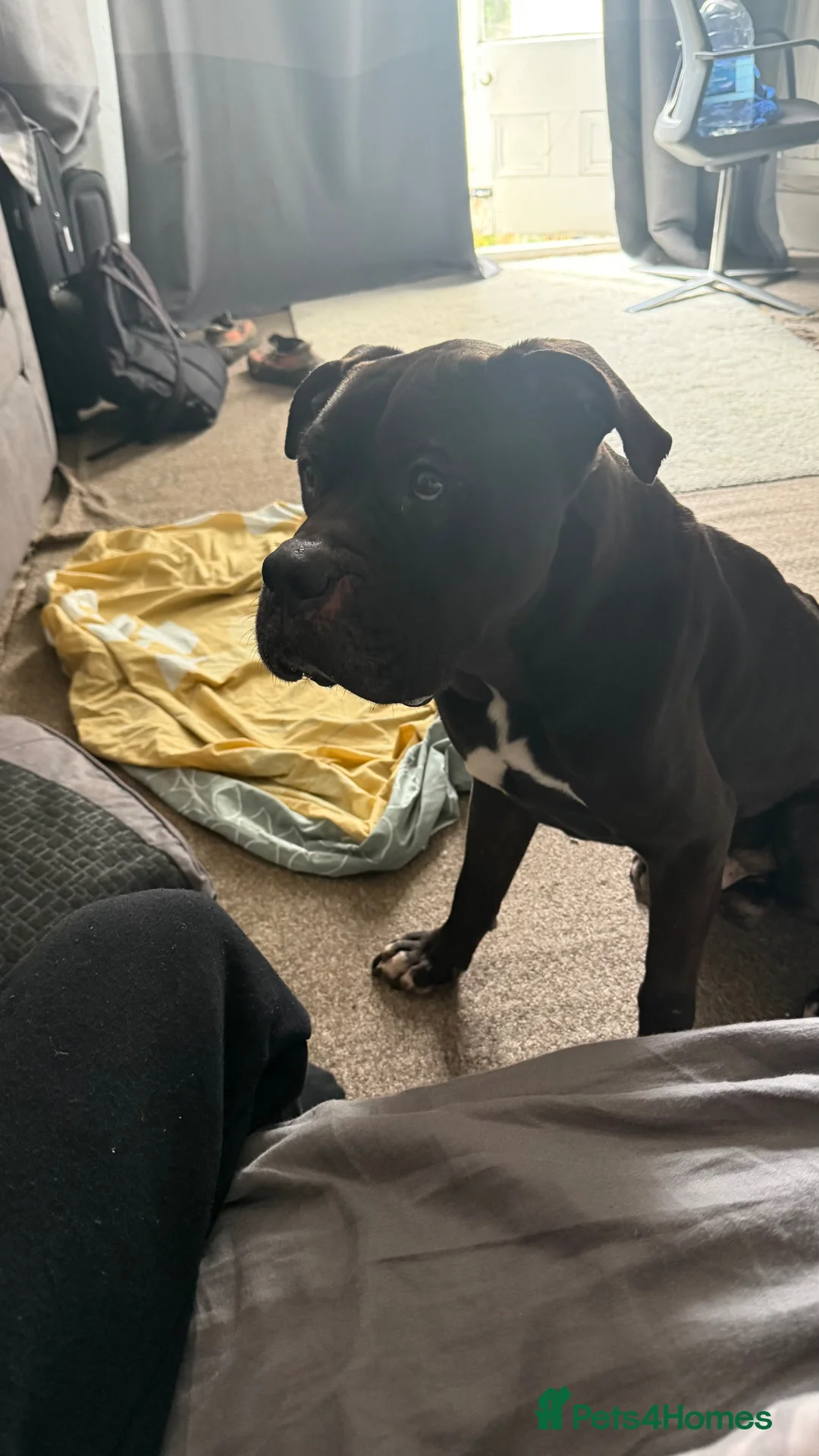 Mixed Breed dogs for sale: Sav is looking for a new family - Advert 2