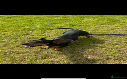 Dachshund dogs for sale: Kiwi Black and Tan dachshund  - Image 4