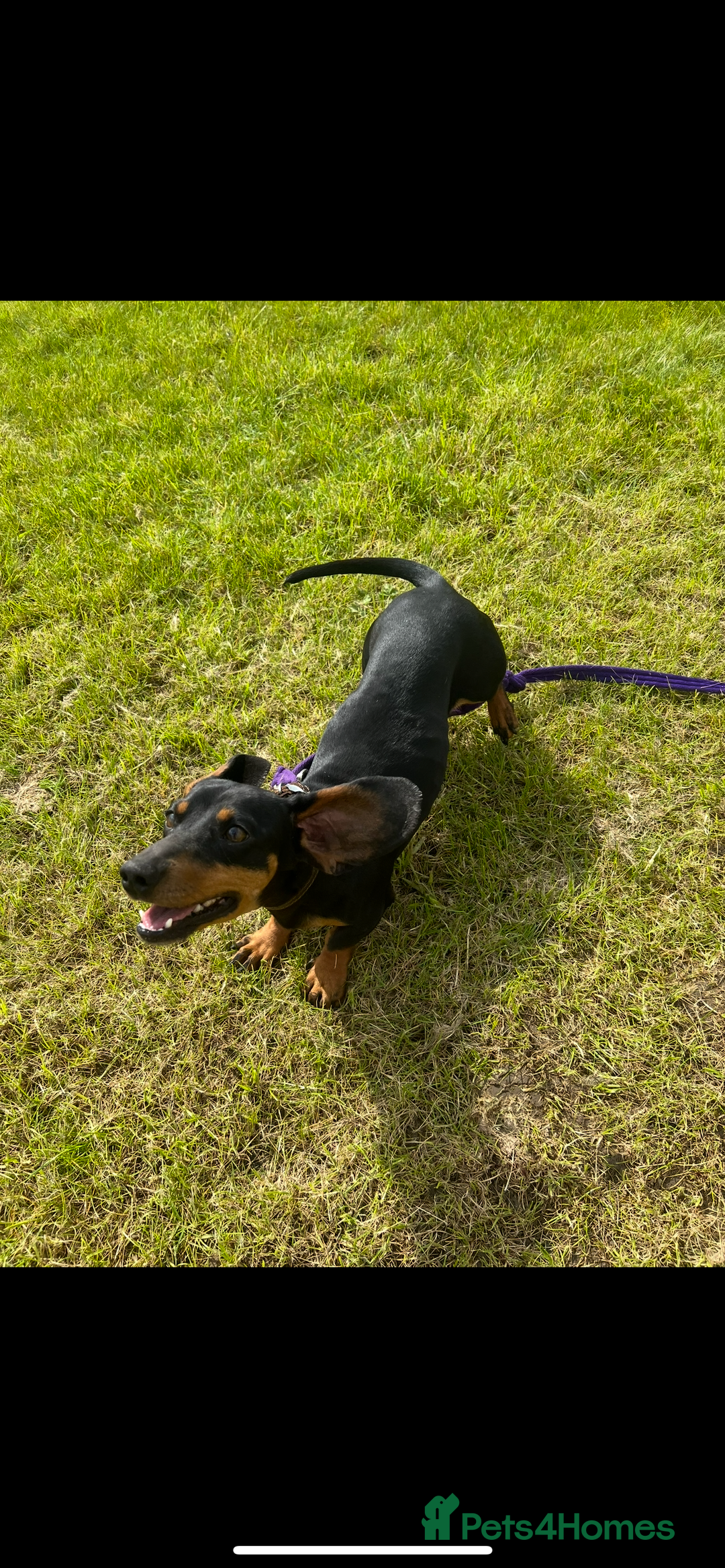 Dachshund dogs for sale: Kiwi Black and Tan dachshund  - Image 4