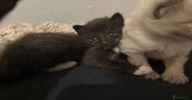 Mixed Breed cats - Advert 3