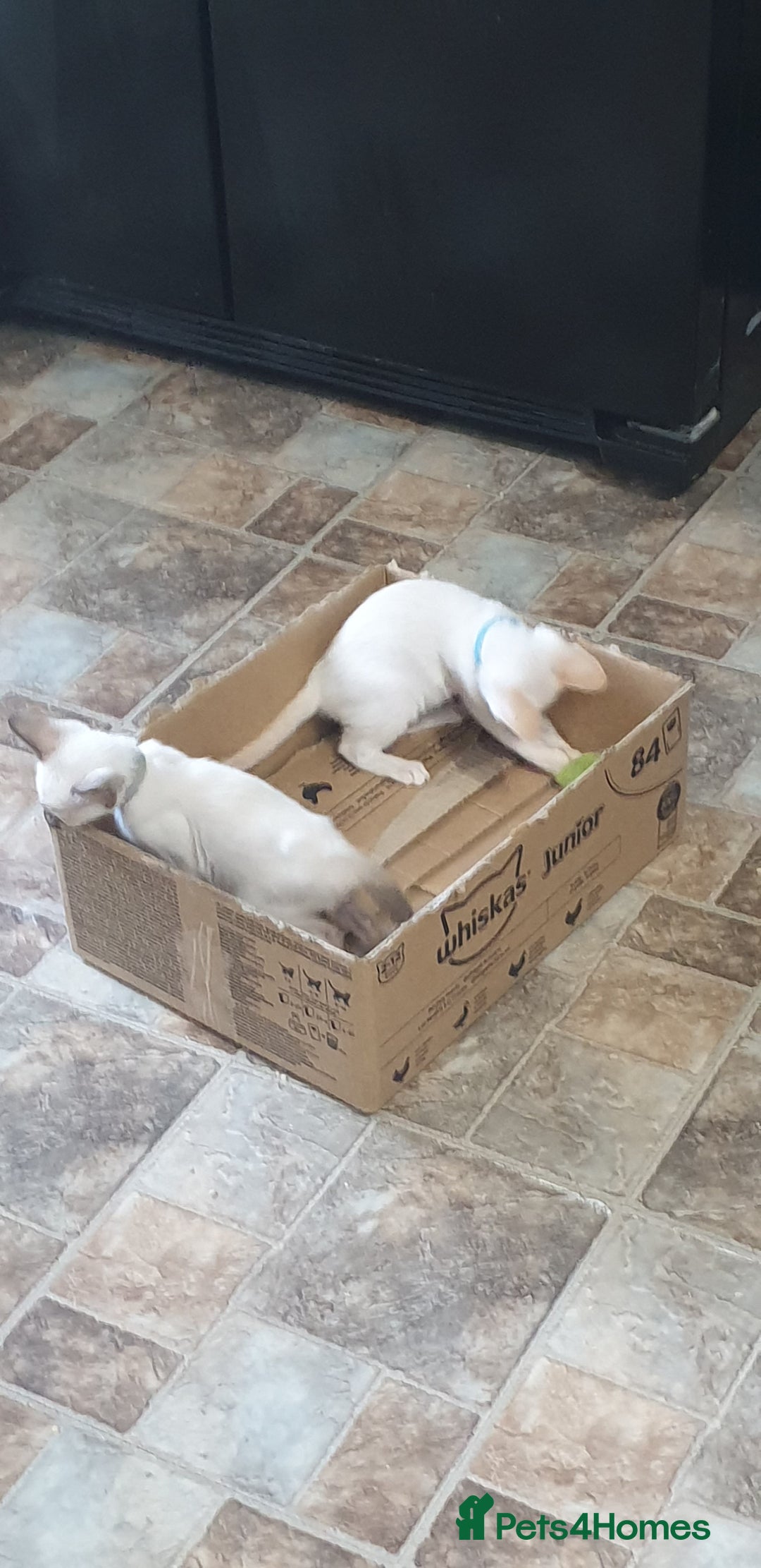 Siamese cats for sale: GCCF - 3 Siamese Boys - Red Point available in Darwen - Image 38