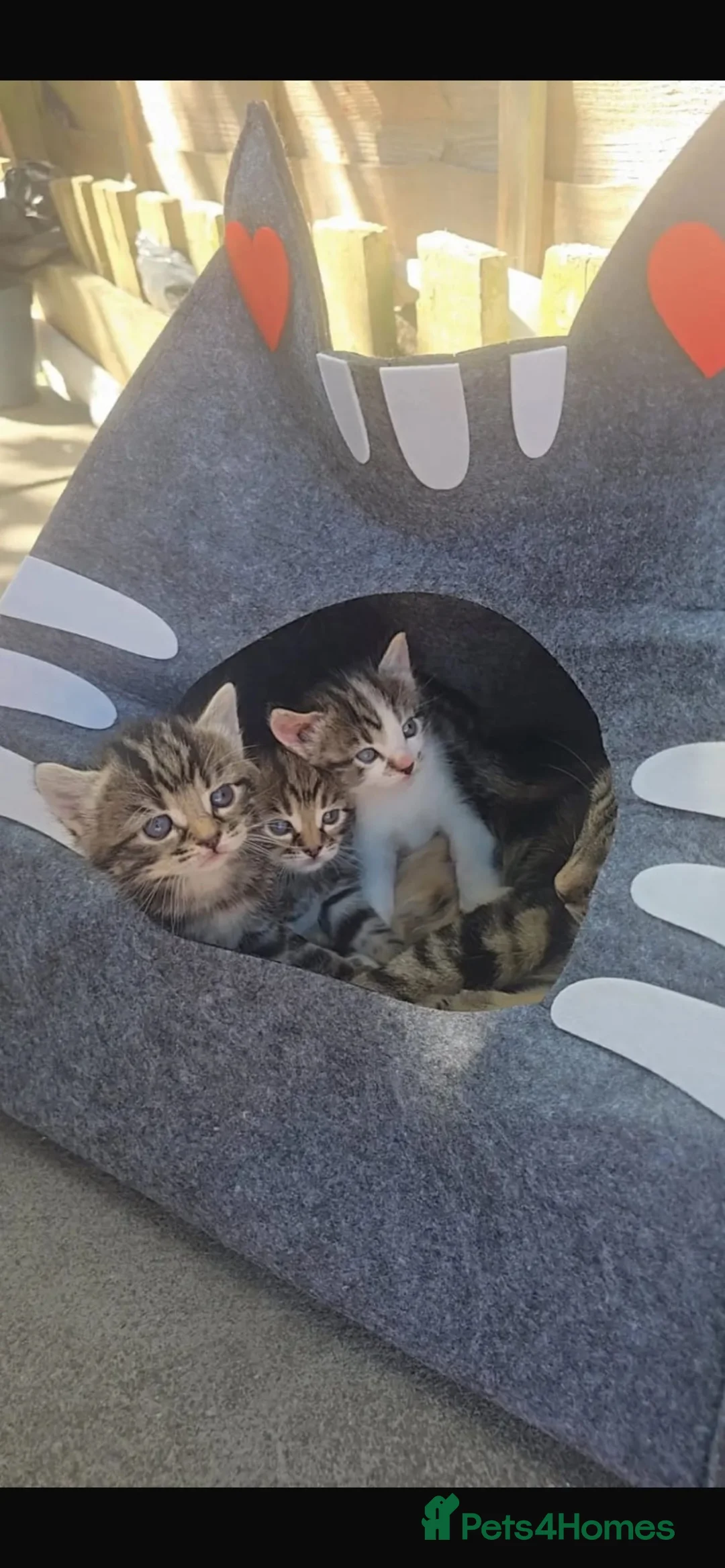 Mixed Breed cats for sale: Gorgeous kittens ready for new 🏡 😍  - Advert 2