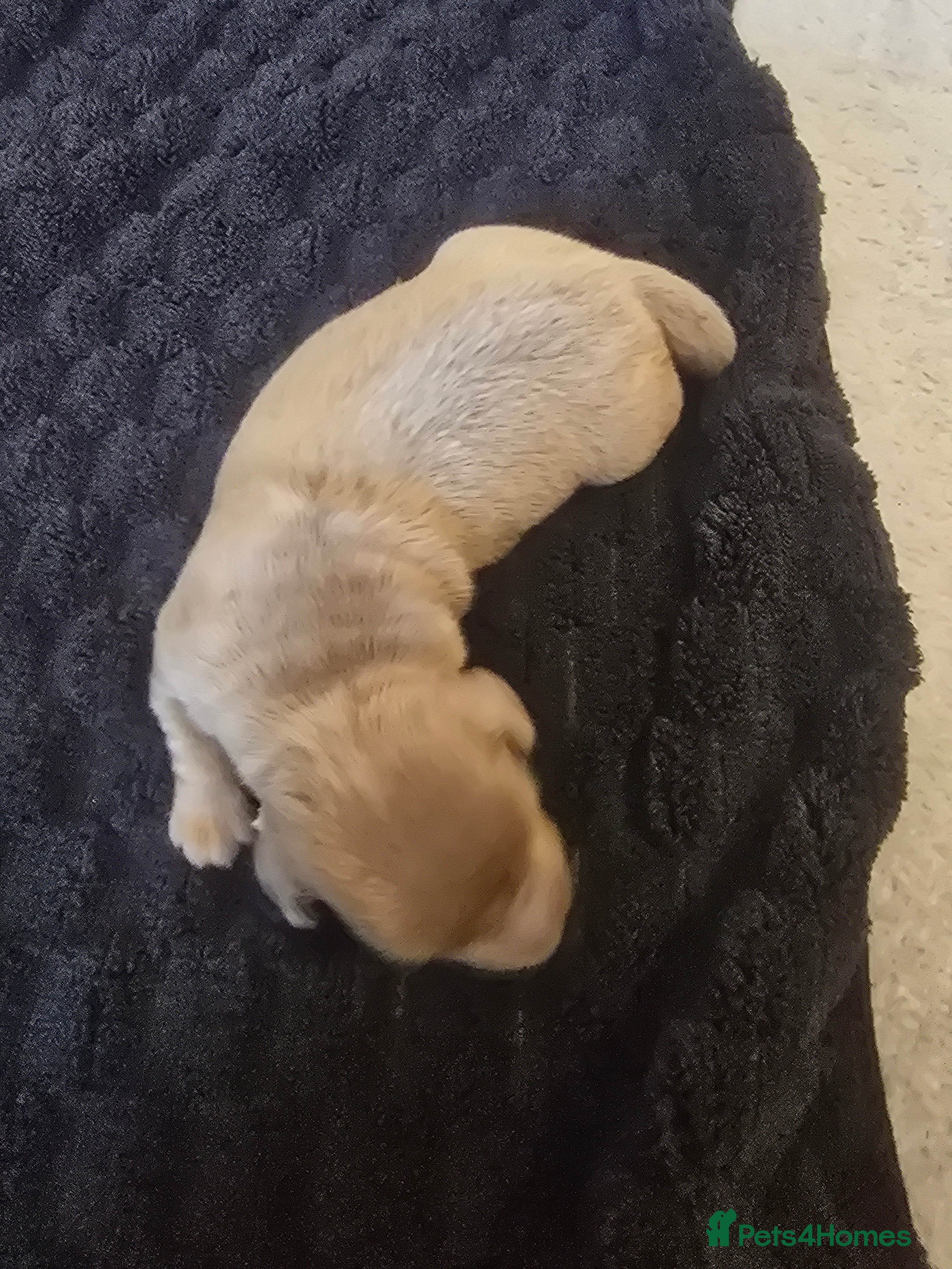 Dachshund dogs Mini dachshund long hair 😍  - Advert 2