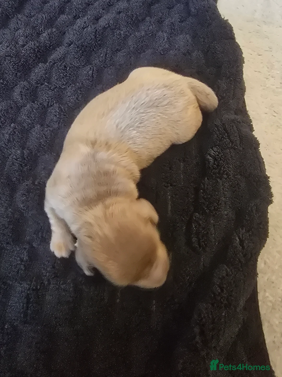 Dachshund dogs for sale: Mini dachshund long hair 😍  - Advert 10