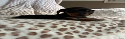 Miniature Dachshund dogs for sale: BLACK AND TAN MINIATURE DOXIES  in Wallsend - Advert 13