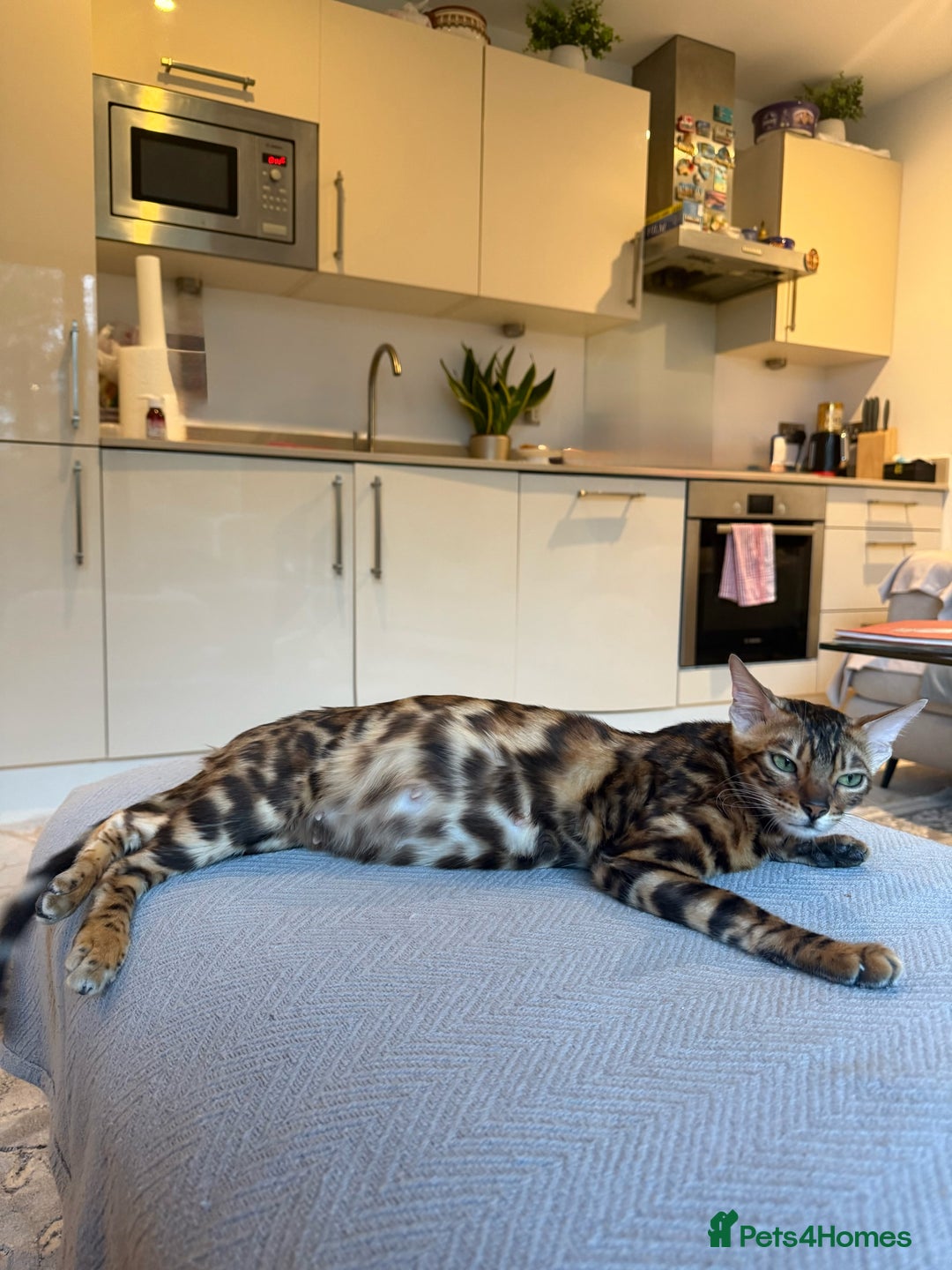 Bengal cats for sale: Bengal kitten £200 - Advert 5