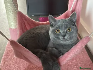 British Shorthair cats 🧸1 Remaining Chunky British Shorthair Kittens🧸 - Advert 4