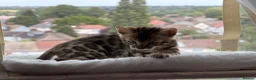 Bengal cats for sale: Bengal kitten for resale - Advert 16
