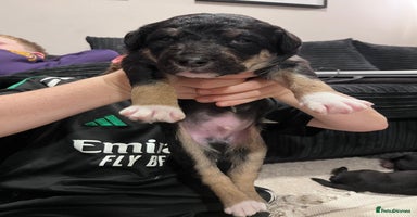 Mixed Breed dogs - Advert 3
