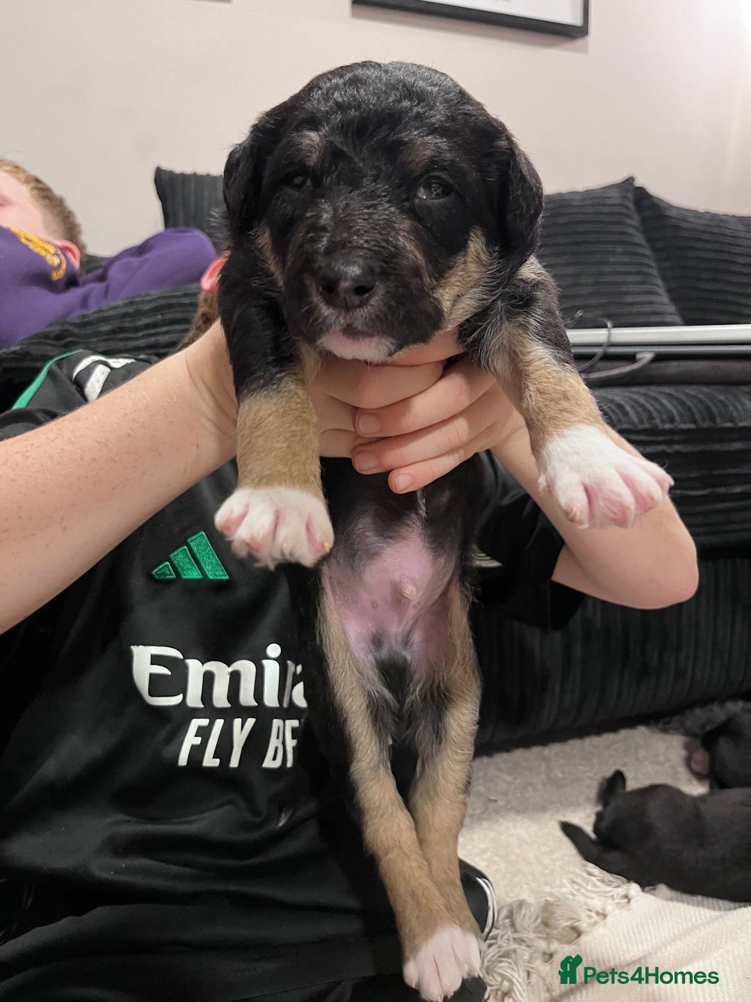 Mixed Breed dogs for sale: border collie cross poodle (bordoodle) - Image 3