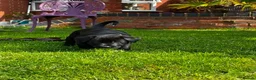 Mixed Breed dogs for sale: Rhodesian Rodgeback X Canaan Dog male puppy - Advert 5