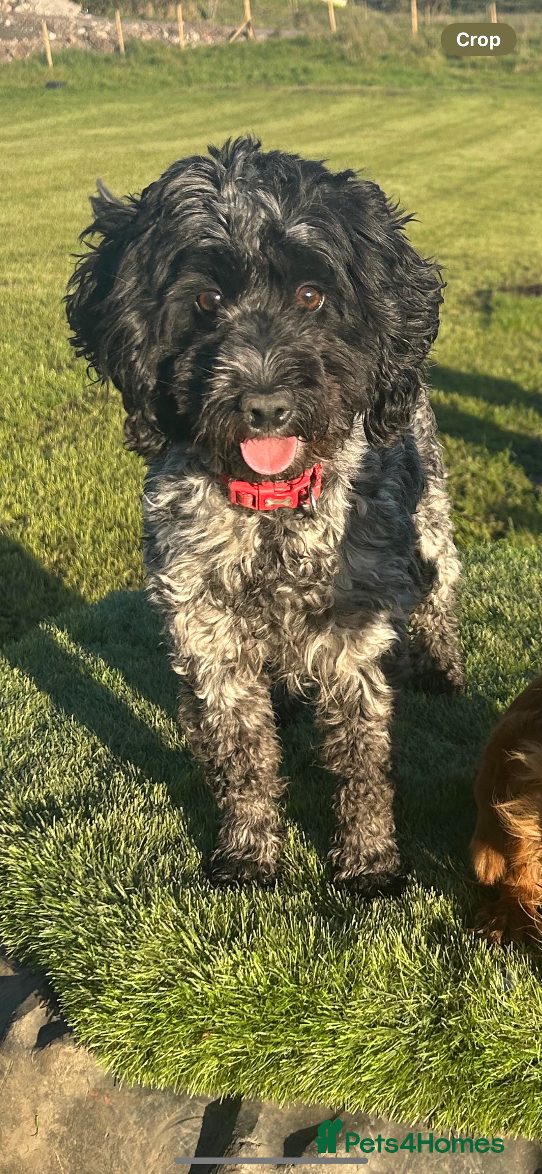 Cockapoo dogs for sale: Female cockapoo - Image 3