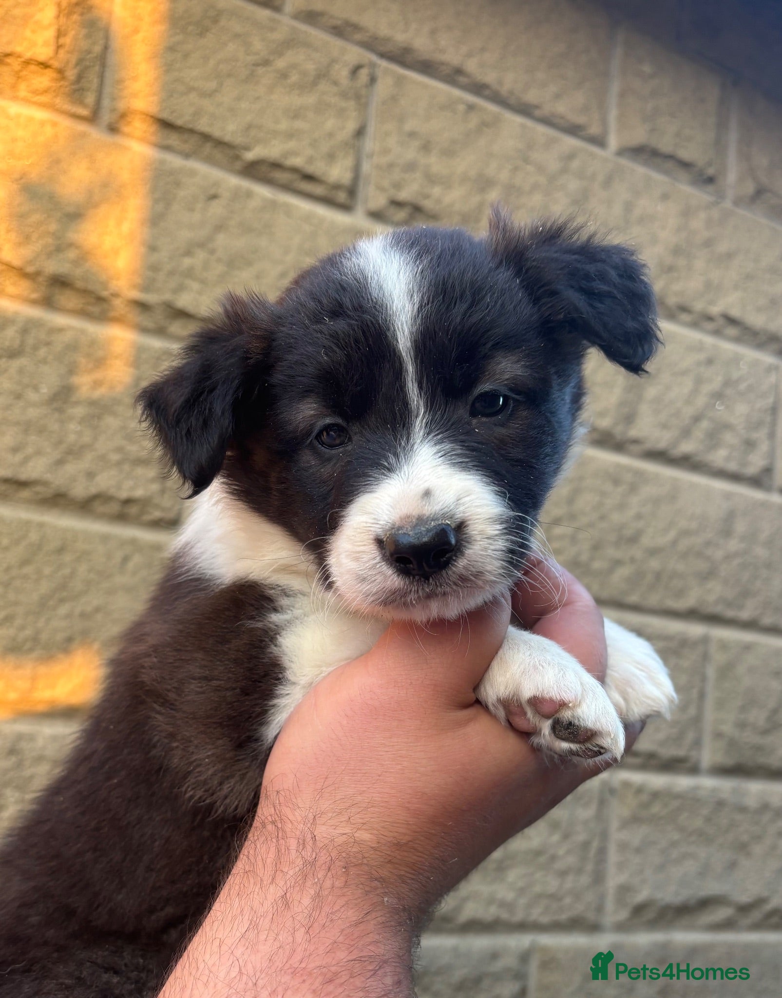 Border Collie dogs KC REGISTERED border collie pups (ONE GIRL LEFT)  - Advert 1