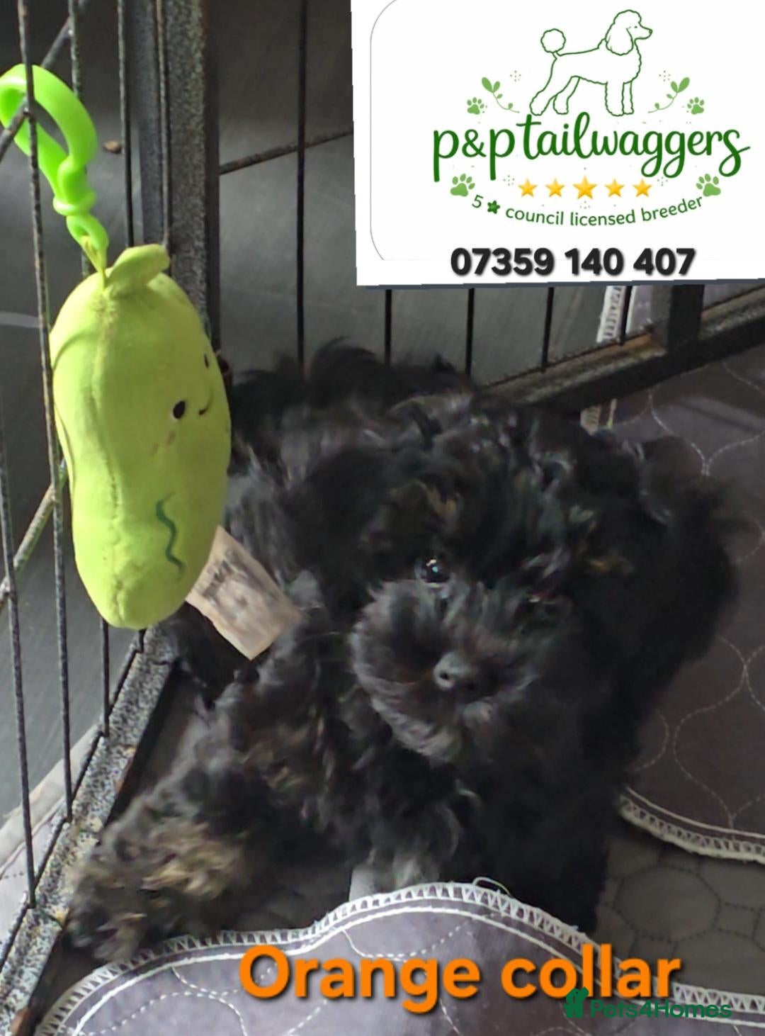 Maltipoo dogs 🔥Exquisite F1 maltipoo female 5⭐️council licensed - Advert 10