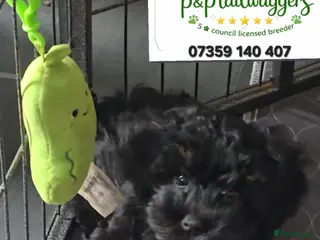 Maltipoo dogs 🔥Exquisite F1 maltipoo female 5⭐️council licensed - Advert 10