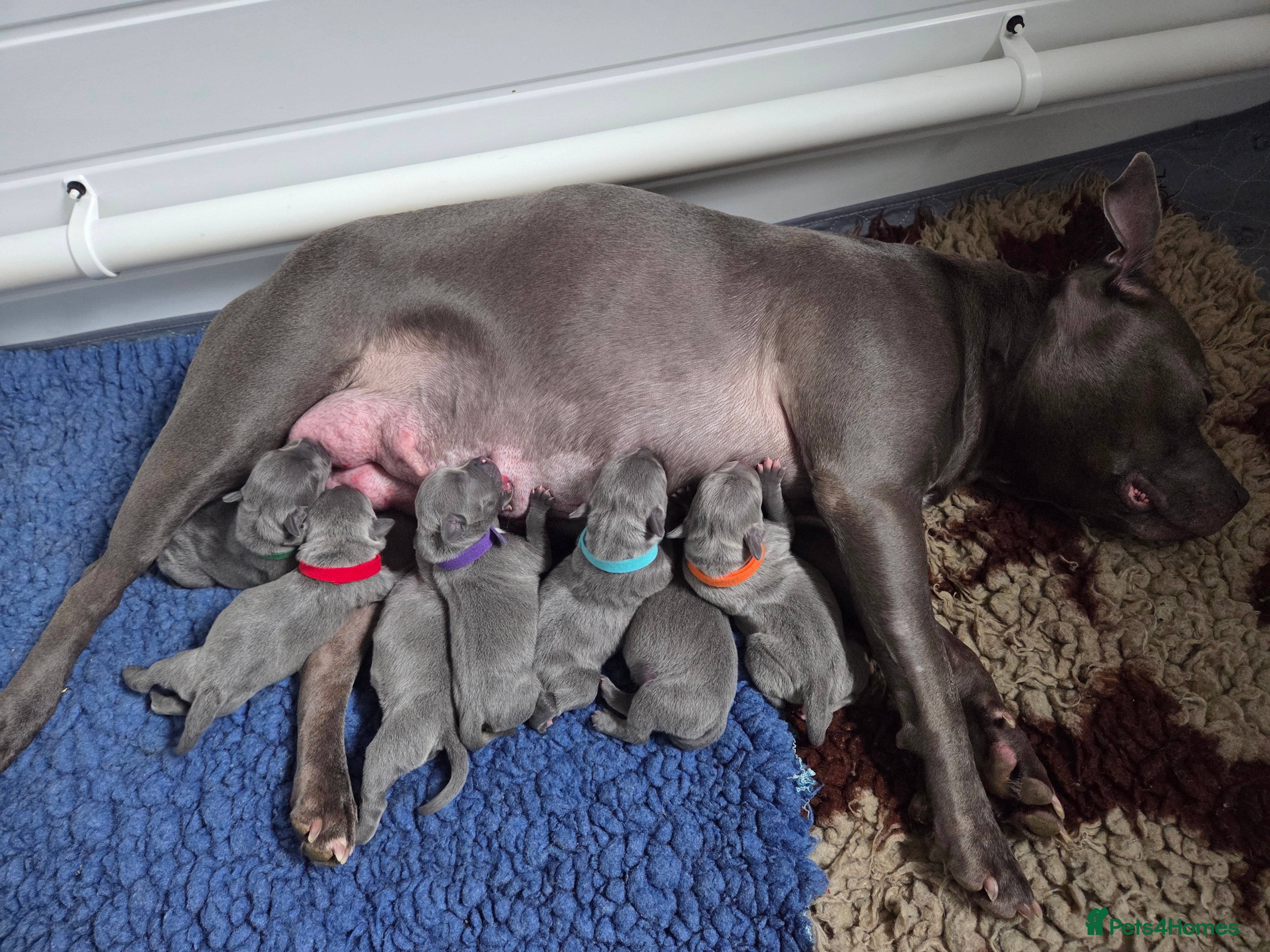 Staffordshire Bull Terrier dogs KC champ Staffies - Advert 3