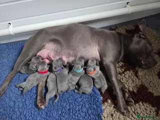 Staffordshire Bull Terrier dogs KC champ Staffies - Advert 3
