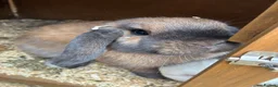 French Lop rabbits for sale: 4 beautiful rabbits for sale  - Advert 1
