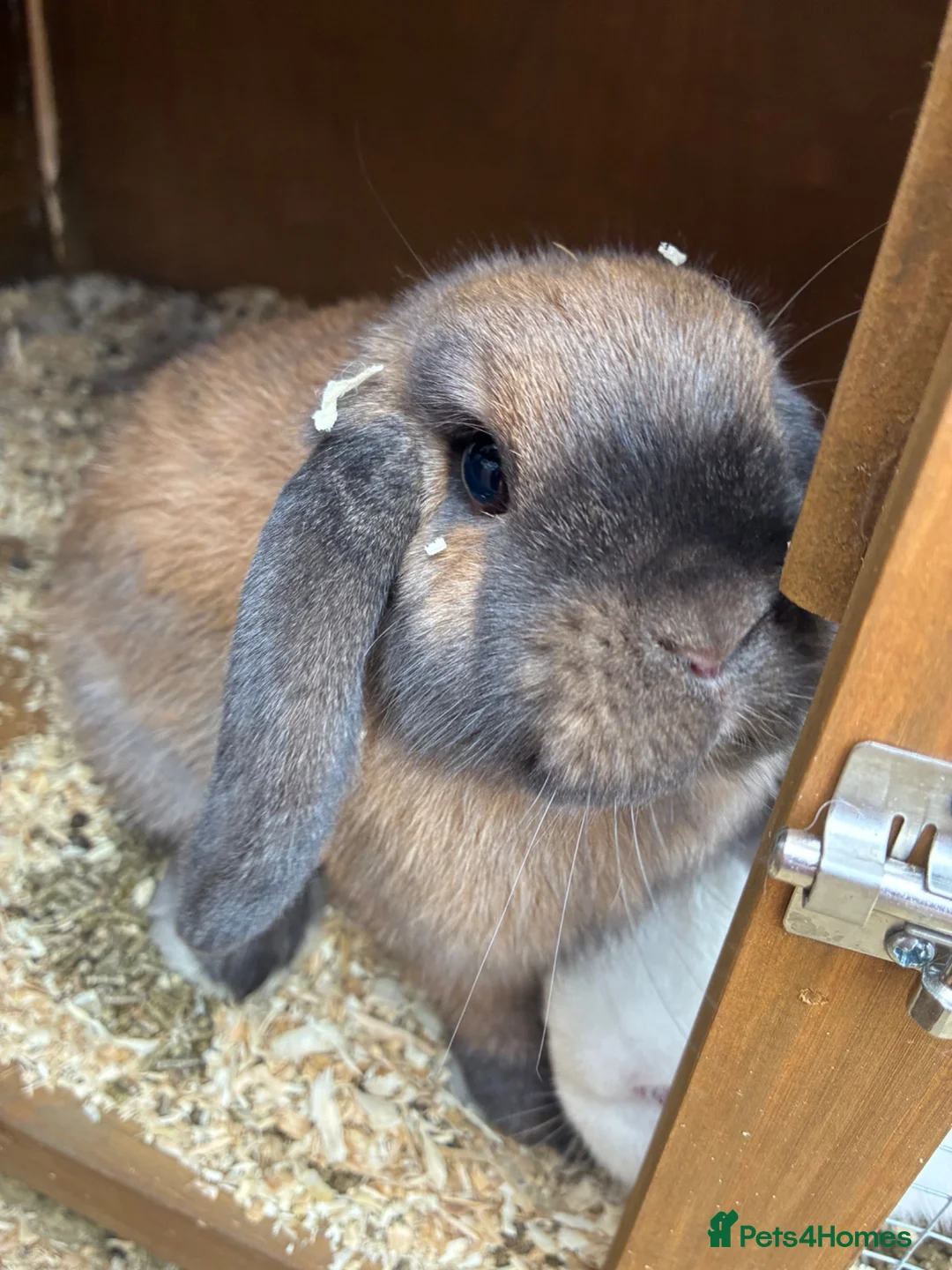 French Lop rabbits for sale: 4 beautiful rabbits for sale  - Advert 1