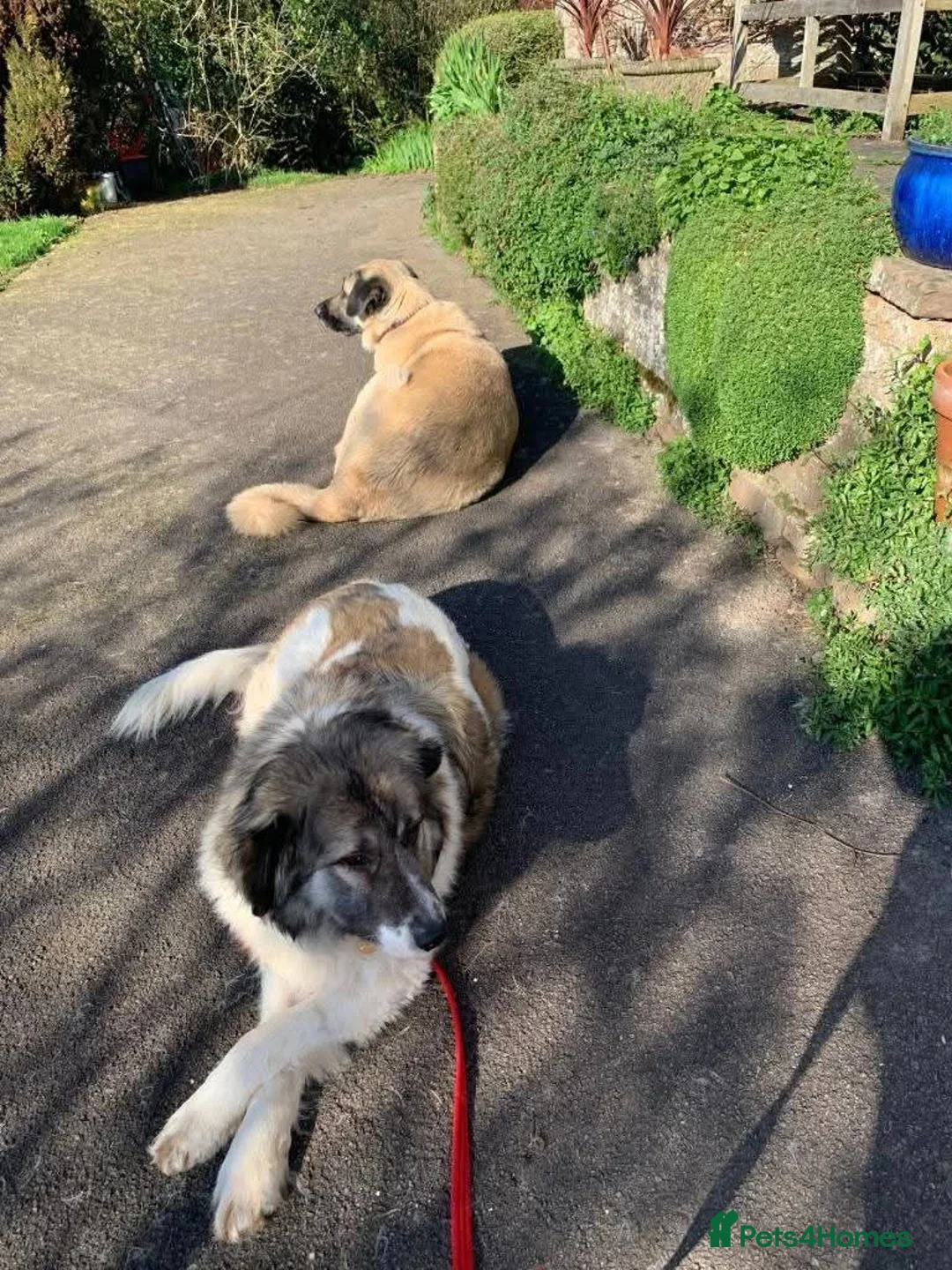 Mixed Breed dogs for adoption: Meet Tinsel, currently residing in Gloucestershire in Blakeney - Advert 7