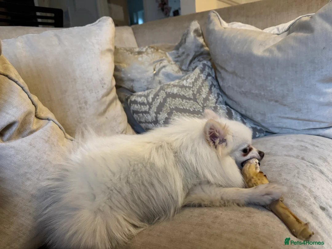 Pomeranian dogs for sale: Female  **  Pomeranian 1 yr old, Pompom in Chesterfield - Advert 3