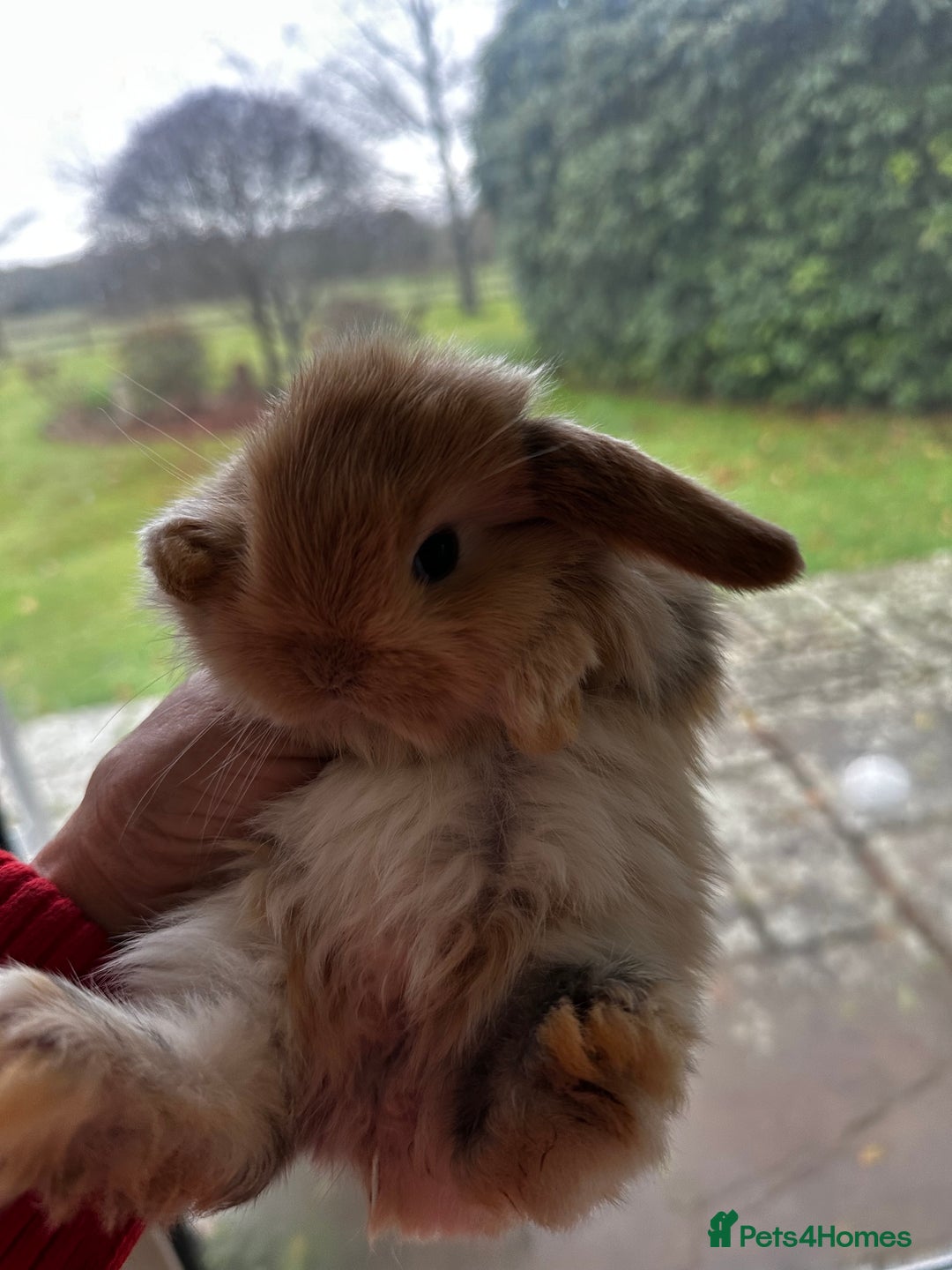Mini Lop rabbits for sale: Well handled baby mini lops - Advert 5