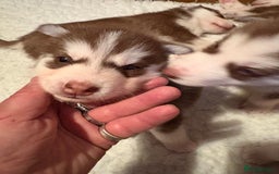 Siberian Husky dogs for sale: Red puppies - Image 6