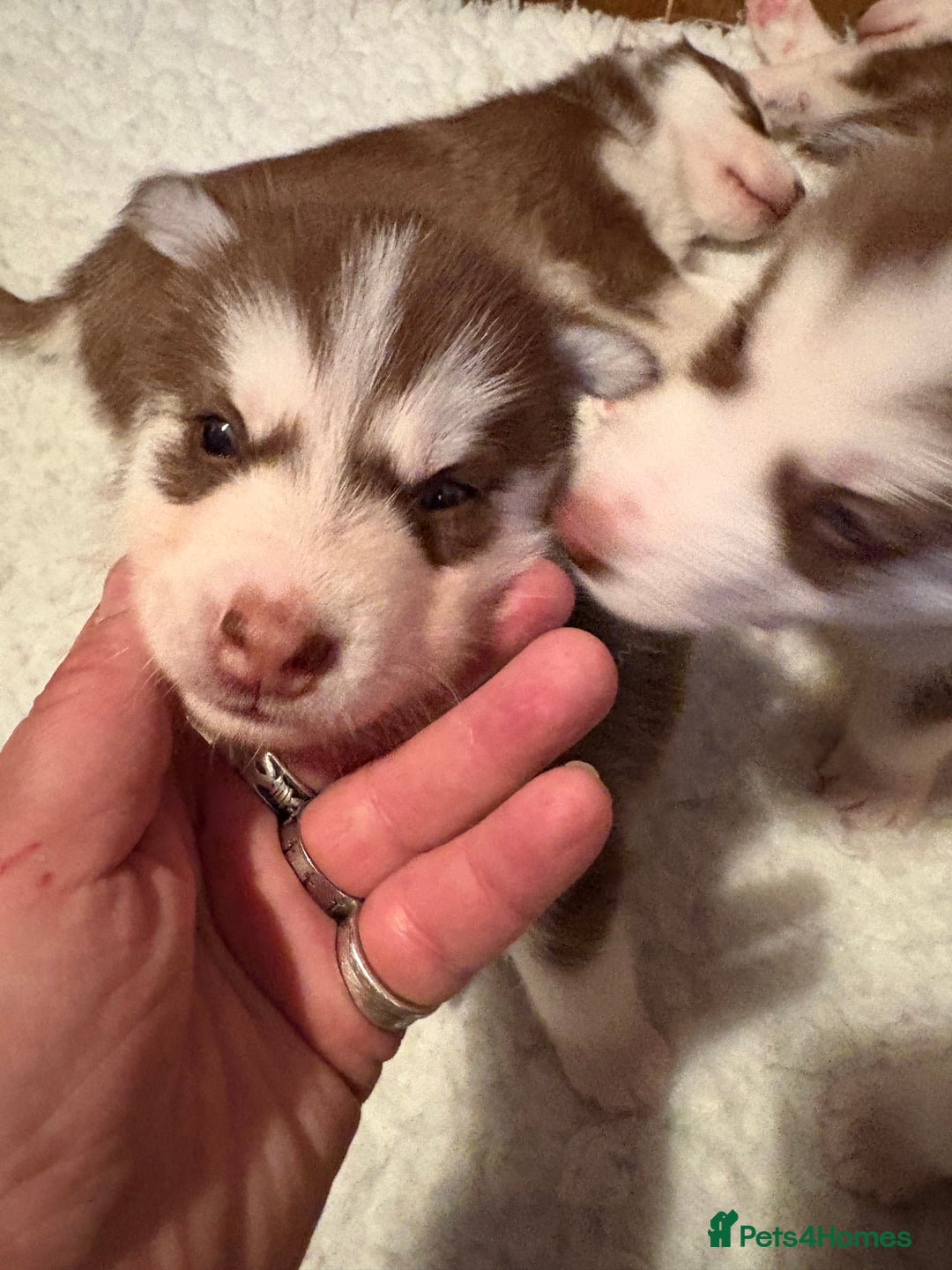 Siberian Husky dogs for sale: Red puppies - Image 6