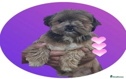 Lhasa Apso dogs for sale: Lhasa Apso girl - Image 1