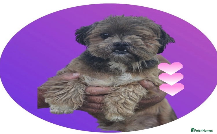 Lhasa Apso dogs - Advert 1