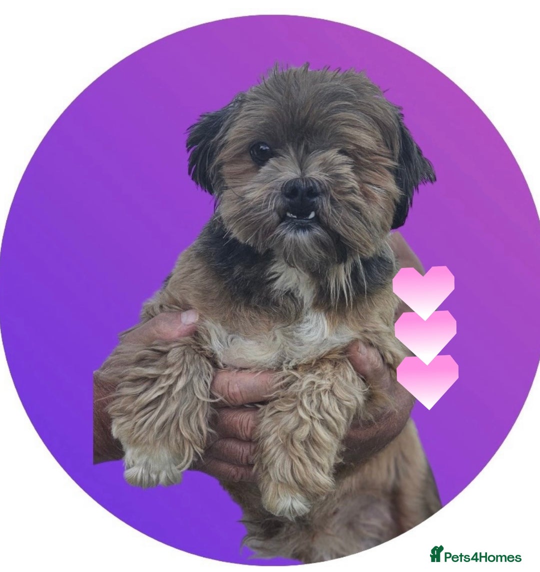 Lhasa Apso dogs for sale: Lhasa Apso girl - Image 1