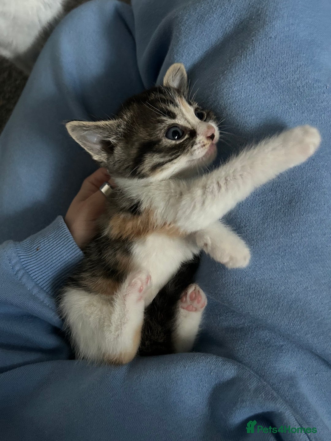 Ragdoll cats for sale: Ragdoll x Tabby Gorgeous Rare Coat Kittens - Advert 4