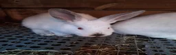 Mixed Breed rabbits for sale: New ZealandWhite cross with Californian Rabbits - Advert 6