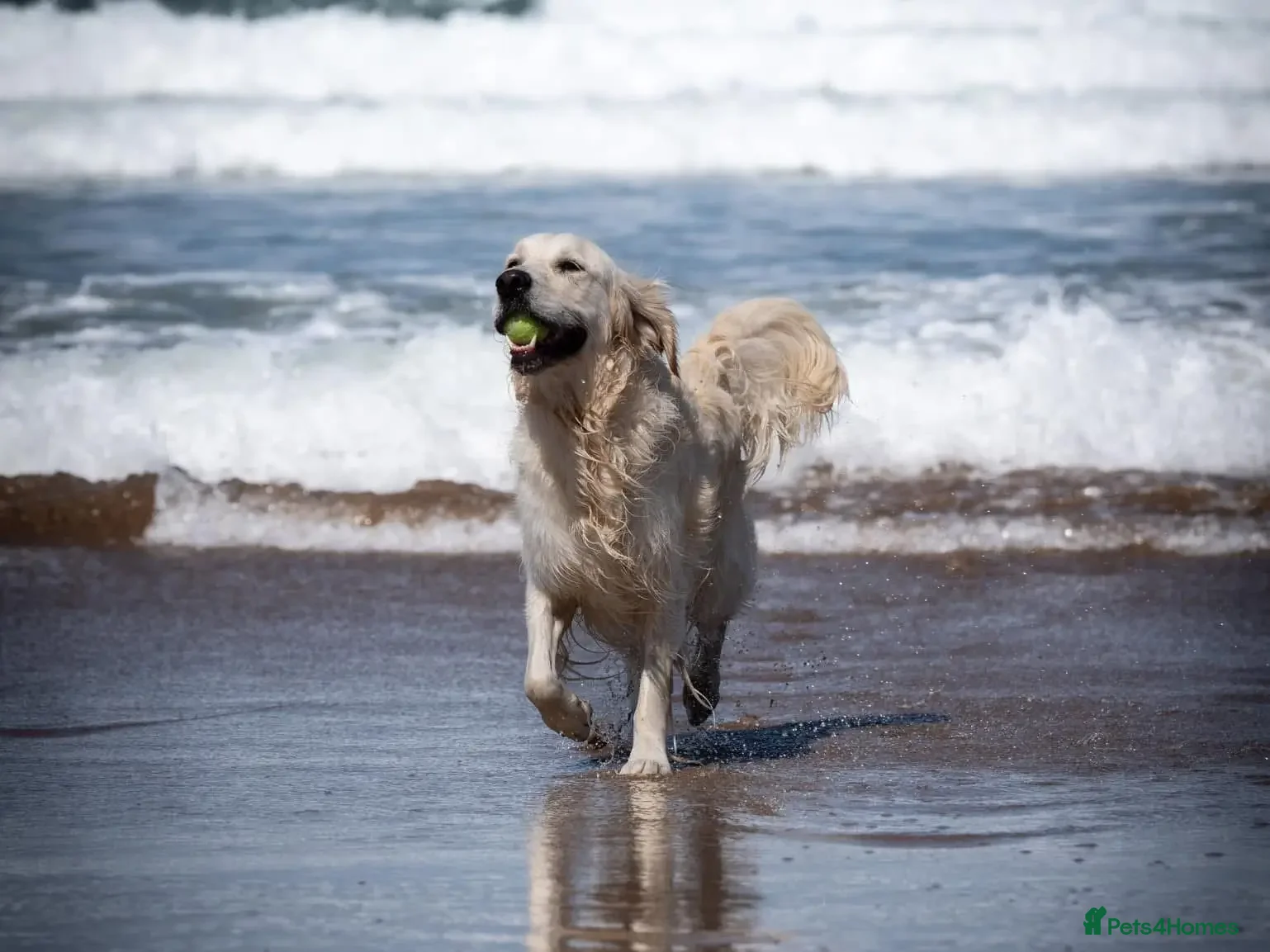 Golden Retriever dogs Kind, intelligent, fully health tested therapy dog - Advert 13