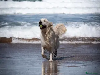 Golden Retriever dogs Kind, intelligent, fully health tested therapy dog - Advert 13