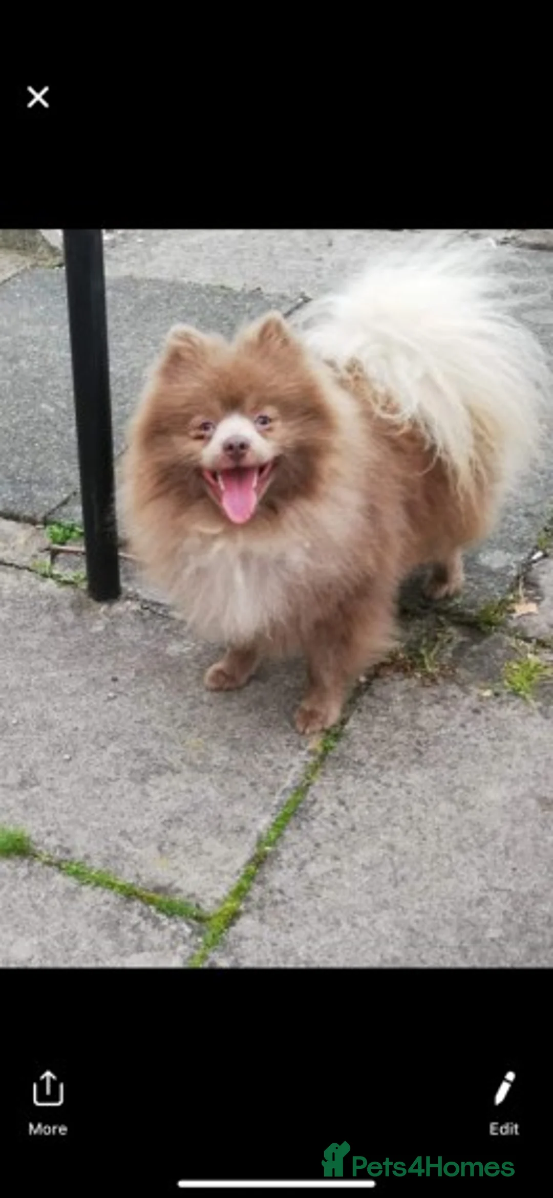 Pomeranian dogs for stud: Proven Chocolate KC in Runcorn - Advert 10