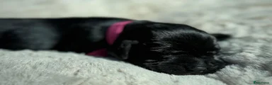 Labrador Retriever Puppy 2