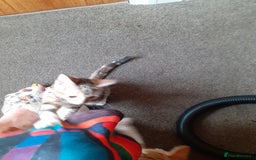 Domestic Shorthair cats for sale: Lovable kittens for homing - Image 9