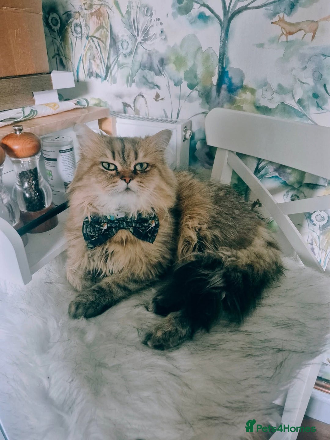 Persian cats for stud: Stud duties: pedigree Persian (Traditional) - Image 4