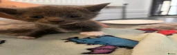 Mixed Breed cats for sale: KITTENS FOR SALE BRYNMAWR  in Ebbw Vale - Advert 2