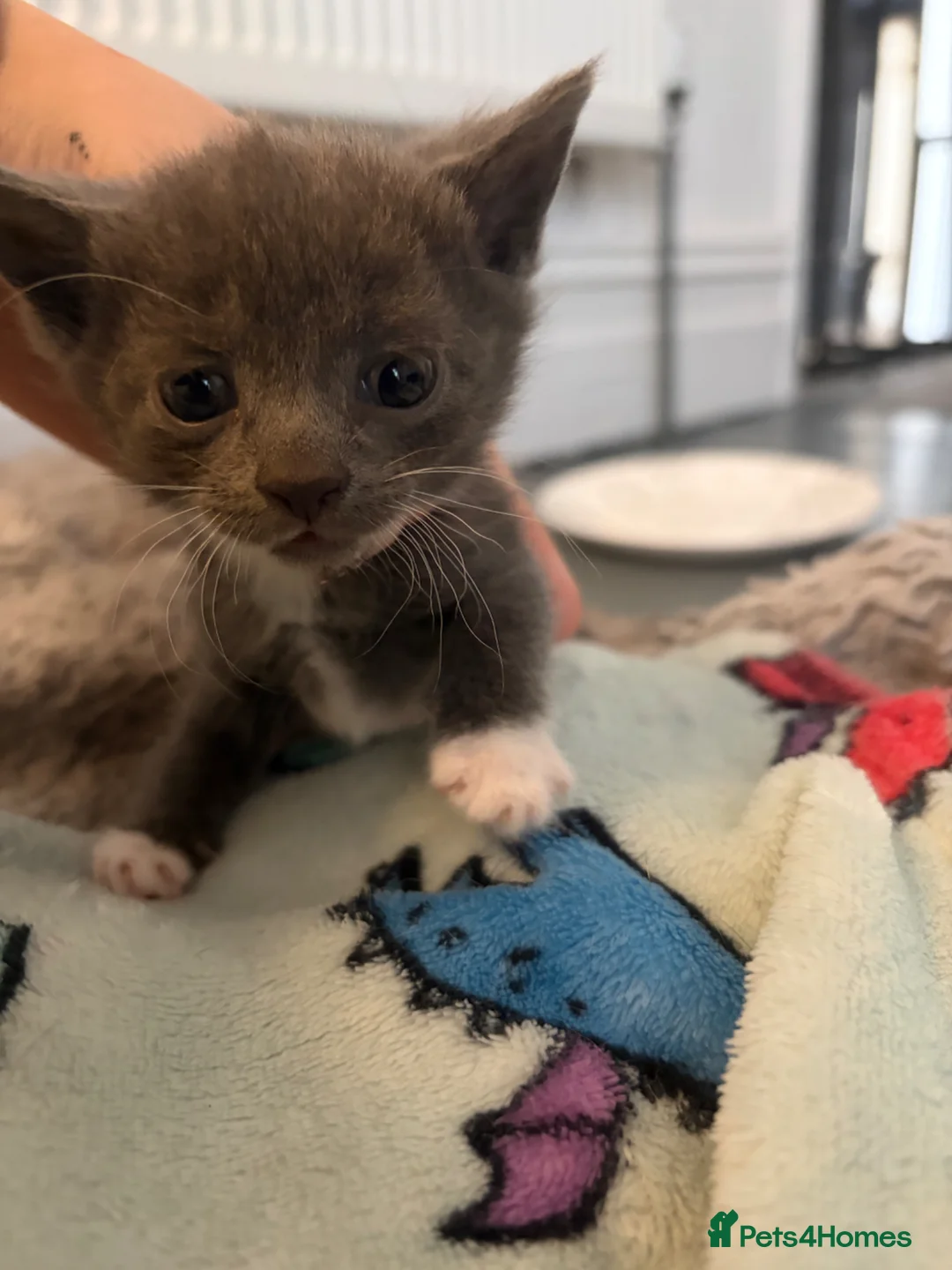 Mixed Breed cats for sale: KITTENS FOR SALE BRYNMAWR  in Ebbw Vale - Advert 2