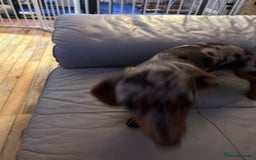 Miniature Dachshund dogs for sale: Six beautiful miniature Dachshunds - Image 19