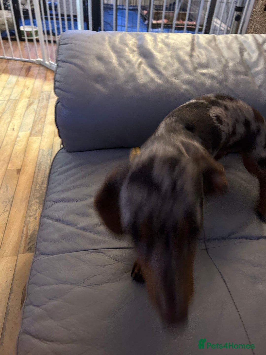Miniature Dachshund dogs for sale: Six beautiful miniature Dachshunds - Image 19