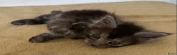 Maine Coon cats for sale: TICA registered large Maine Coon kittens - Advert 14