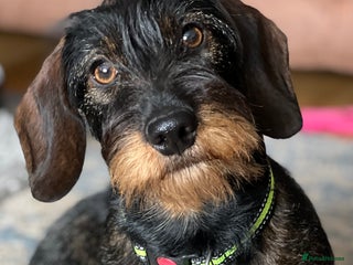 Dachshund dogs for sale: Wire haired Dachshund Teckel Puppies - Advert 1