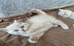 British Shorthair cats for sale: 3 LEFT - TICA BRITISH SHORTHAIRED KITTENS - Image 31