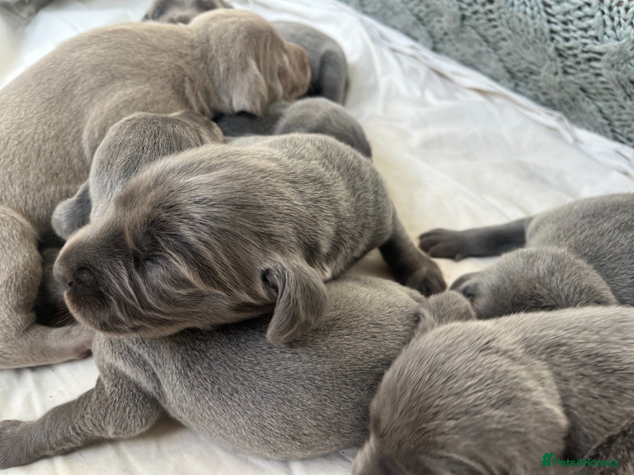 Weimaraner dogs for sale: BLUE and SILVER Purebred pups from KC reg Weims - Advert 22
