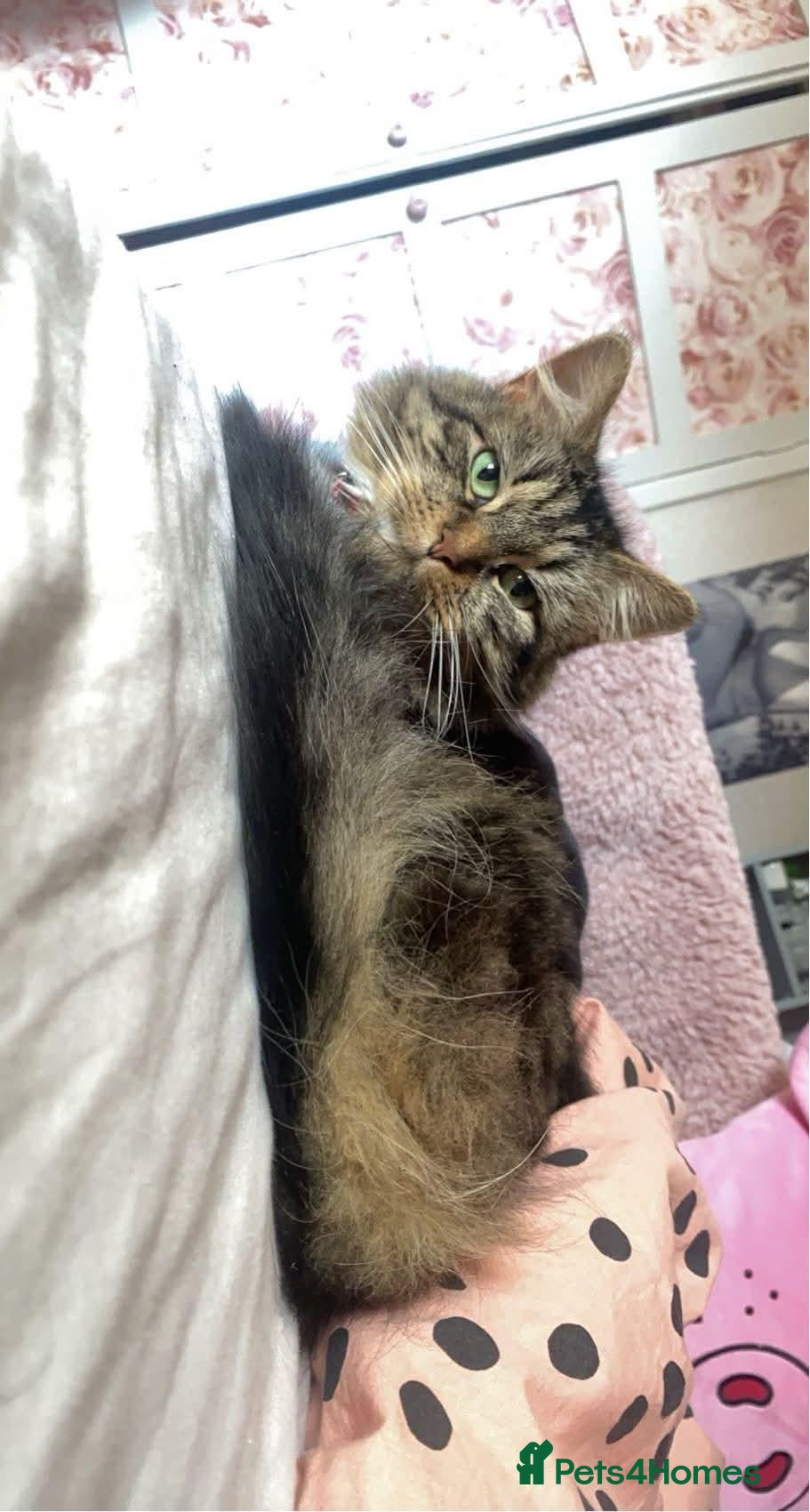 Mixed Breed cats Hi im Tabby  - Advert 6